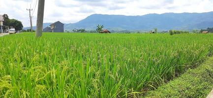 Rice fields paddy is growing under the clear sky background photo