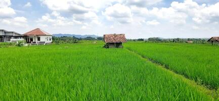 Rice fields paddy is growing under the clear sky background photo