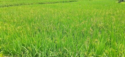 Rice fields paddy is growing under the clear sky background photo