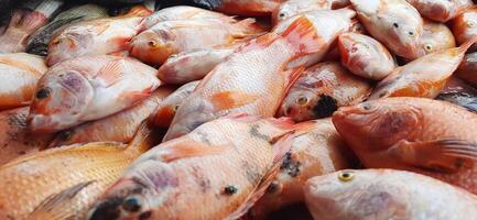 Fresh raw fish sale at traditional market. Fish vibrant color background photo