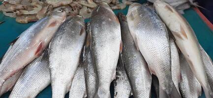 Fresh raw fish sale at traditional market. Fish vibrant color background photo