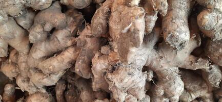 Heap of fresh ginger roots sold in traditional market Indonesia photo