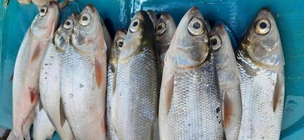 Fresh raw fish sale at traditional market. Fish vibrant color background photo