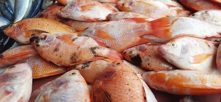 Fresh raw fish sale at traditional market. Fish vibrant color background photo