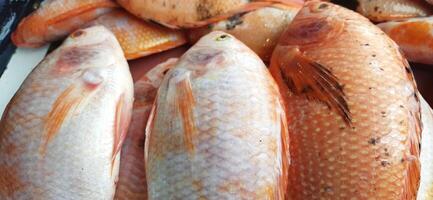 Fresh raw fish sale at traditional market. Fish vibrant color background photo