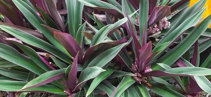 el Adán hawa plantas o rhoeo descolorar plantas antecedentes crecimiento en el jardín foto