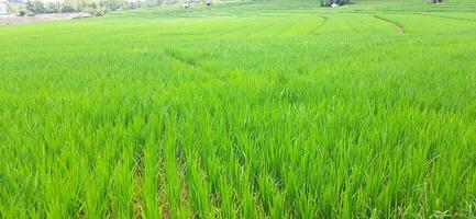 Rice fields paddy is growing under the clear sky background photo