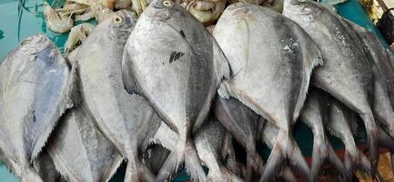 Fresh raw fish sale at traditional market. Fish vibrant color background photo