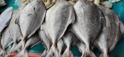 Fresh raw fish sale at traditional market. Fish vibrant color background photo