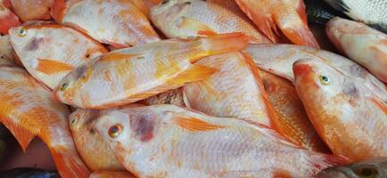 Fresco crudo pescado rebaja a tradicional mercado. pescado vibrante color antecedentes foto