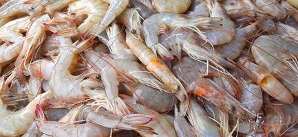 Many fresh raw shrimp at the traditional market in Indonesia. Uncooked prawn seafood background photo