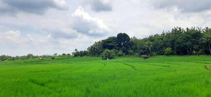 Rice fields paddy is growing under the clear sky background photo