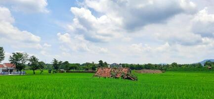 Rice fields paddy is growing under the clear sky background photo