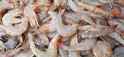 Many fresh raw shrimp at the traditional market in Indonesia. Uncooked prawn seafood background photo