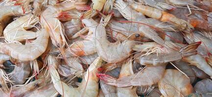 muchos Fresco crudo camarón a el tradicional mercado en Indonesia. sin cocer gamba Mariscos antecedentes foto