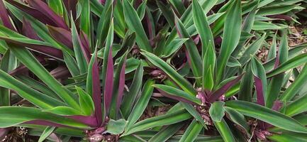 el Adán hawa plantas o rhoeo descolorar plantas antecedentes crecimiento en el jardín foto