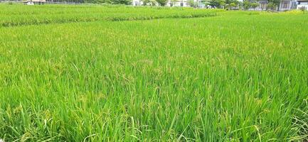 Rice fields paddy is growing under the clear sky background photo