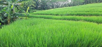 Rice fields paddy is growing under the clear sky background photo