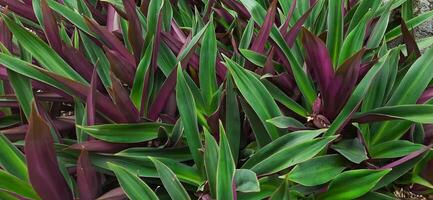 el Adán hawa plantas o rhoeo descolorar plantas antecedentes crecimiento en el jardín foto