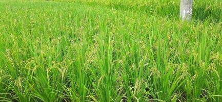 Rice fields paddy is growing under the clear sky background photo