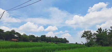 Rice fields paddy is growing under the clear sky background photo