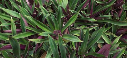 el Adán hawa plantas o rhoeo descolorar plantas antecedentes crecimiento en el jardín foto