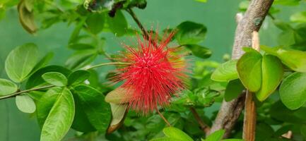 Beautiful red calliandra flowers that are blooming in the garden photo