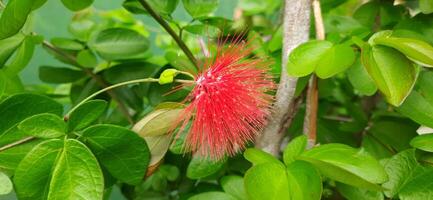 hermosa rojo calliandra flores ese son floreciente en el jardín foto