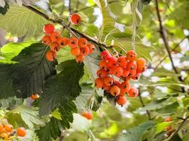 Red fruits of Crataegus or hawthorn. Medicinal plant photo