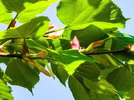 Young linden tree leaves and buds in the spring, Tilia tree photo