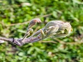 flor brotes racimo de serbal árbol, sorbo aucuparia. el rama con joven verde hojas y flor brotes en temprano primavera foto