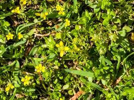 Moneywort, Lysimachia nummularia, Goldilocks plants in the garden photo