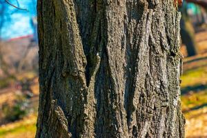 Texture of tree bark with longitudinal deep cracks. Robinia pseudoacacia bark background photo