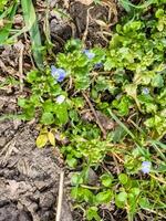 Flowers of Persian speedwell Veronica persica. Biennial plants of Plantaginaceae. A weed photo