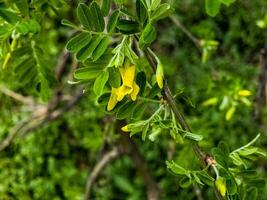 Pea shrub Caragana frutex, Xerophilous plant. Steppe acacia in early spring photo