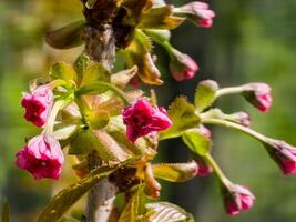 rosado no soplado sakura flores en temprano primavera. brotes foto