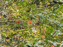 Bunches of rowan sway in the wind. Medicinal plant. European mountain ash Sorbus aucuparia photo