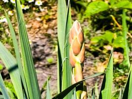 Yucca palm with buds on the stem. Long green leaves. Plant for the outdoor garden photo