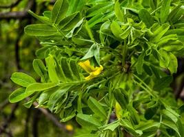 Pea shrub Caragana frutex, Xerophilous plant. Steppe acacia in early spring photo