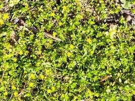 Moneywort, Lysimachia nummularia, Goldilocks plants in the garden photo