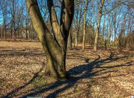 Background of the bark of a Cladrastis kentukea tree in sunny weather. Natural leather of nature. photo