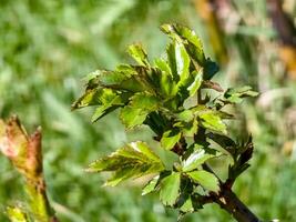 Rose sprouts on pruned branches in early spring. Cultivation of roses photo