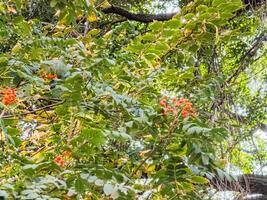 Bunches of rowan sway in the wind. Medicinal plant. European mountain ash Sorbus aucuparia photo