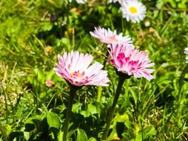 delicado blanco y rosado margaritas o Bellis perennis flores en verde césped. césped margarita floraciones en primavera foto