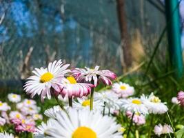 Delicate white and pink Daisies or Bellis perennis flowers on green grass. Lawn Daisy blooms in spring photo