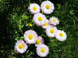 Delicate white and pink Daisies or Bellis perennis flowers on green grass. Lawn Daisy blooms in spring photo