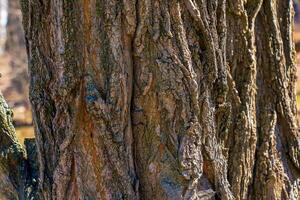 textura de árbol ladrar con longitudinal profundo grietas robinia pseudoacacia ladrar antecedentes foto