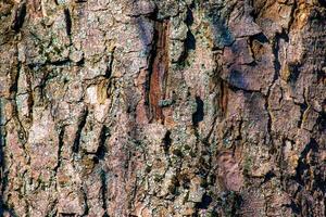 Sycamore bark background. Acer pseudoplatanus L. Texture pattern for designers photo