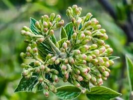 flor brotes de hoja de cuero viburnum, viburnum rhytidophyllum en temprano primavera foto