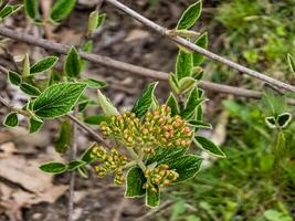 Flower buds of leatherleaf viburnum, Viburnum rhytidophyllum in early spring photo